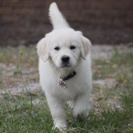 Golden Retriever Puppies from Wise-Taylor Goldens