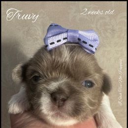 Truvy - Lilac female Shih Tzu puppy in Beatrice, Nebraska from I Shih Tzu Not Puppies