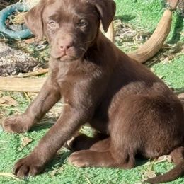 Boy 1 - Chocolate male Labrador Retriever puppy in Worland, Wyoming from Wind River Labrador’s