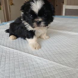 Tristen - Black and white male Shih Tzu puppy in Brodnax, Virginia from Kbsshihtzus