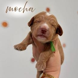 Mocha - Apricot male Goldendoodle puppy in Los Angeles, California from Canary Pawlm Doodles