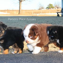 Miniature Australian Shepherd Puppies from Parsons Place Aussies