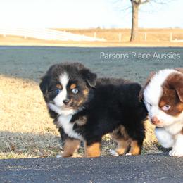 Miniature Australian Shepherd Puppies from Parsons Place Aussies