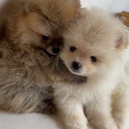 Pomeranians from Diamond-Pom