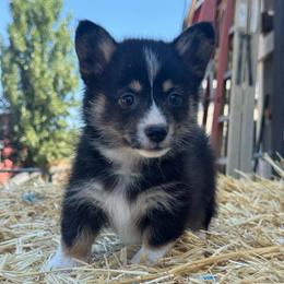 Angelina - Black and tan female American Corgi puppy in East Oakdale, California from Rhettro Kennels