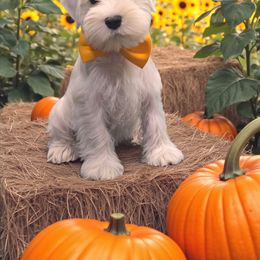 Orange - White male Miniature Schnauzer puppy in Houston, Texas from Haughton Farm