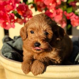 Hopscotch - Red  female Goldendoodle puppy in Wharton, Texas from Little Fur Friends