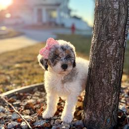 Ashira - Merle female Sheepadoodle puppy in Spanish Fork, Utah from Maplesierradoodles