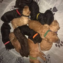 Labradoodle Puppies from Seventh Heaven Labradoodles