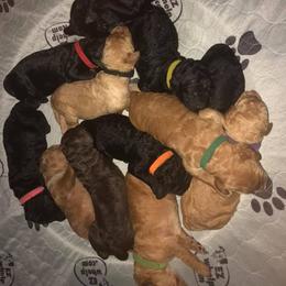 Labradoodle Puppies from Seventh Heaven Labradoodles