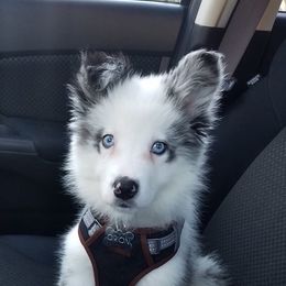 Border Collie Puppies from Cascade Sun Kennels