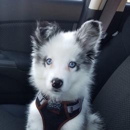 Border Collie Puppies from Cascade Sun Kennels