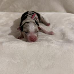 Girl 3 - female Australian Shepherd puppy in Dundee, Ohio from Aussies Of Circle H