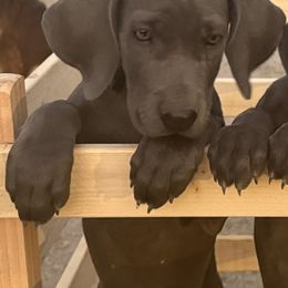 Frances - Blue female Weimaraner puppy in Santa Clarita, California from Kennedy Weimaraners