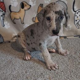 Porsche - Merle female Great Dane puppy in Walker, Louisiana from La Rebel Danes