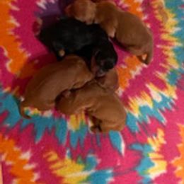 Cavapoo Puppies from Jessie's Puppies