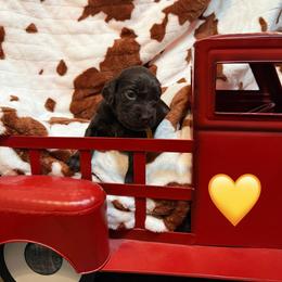 Yellow - Liver female Boykin Spaniel puppy in Northport, Alabama from Blue Creek Boykins