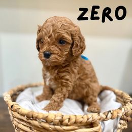Zero - Red male Cavapoo puppy in Spanish Fork, Utah from Poseydoodle