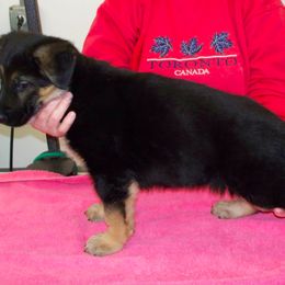 German Shepherd Puppies from Kaeginart's GSD
