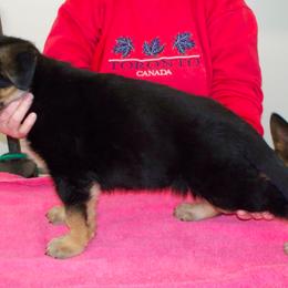 German Shepherd Puppies from Kaeginart's GSD