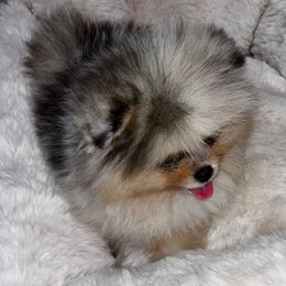 Milo - Blue merle male Pomeranian puppy in Granada Hills, California from Pomeranian gem