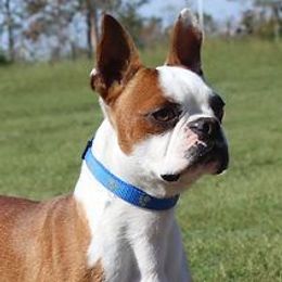 Cash - Boston Terrier