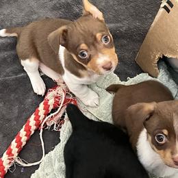 Valentino - Chocolate and white male Teddy Roosevelt Terrier puppy in Troy, Ohio from Wiggle Wags Miniature American Shepherds
