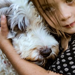 Aussiedoodles and Labradoodles from Doodles & Co