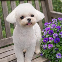 Manya - White female Maltipoo puppy in San Diego, Temecula, Ontario, California from Yorkie & Maltese Royalty