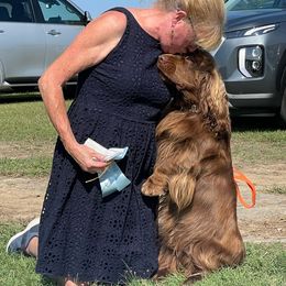 Johnny - Sussex Spaniel
