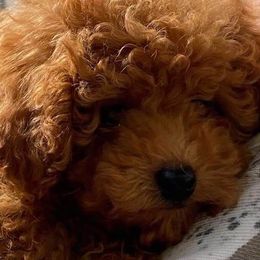 Poodle Puppies from Lowry Toy Poodles