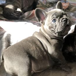 French Bulldog Puppies from Ponderosa Frenchies