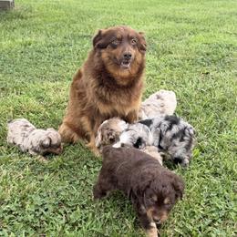 Aussiedoodles, Bernedoodles, Schnoodles, and Whoodles from Dreamer Ridge Puppies