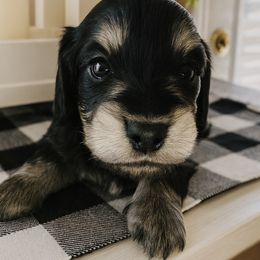 Expresso Black and cream male - Black and cream male Dachshund puppy in Wylie, Texas from Karas Royal Dachshunds