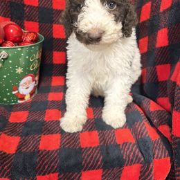 Comet - Chocolate male Cavapoo puppy in Austin, Texas from Doodles of Central Texas