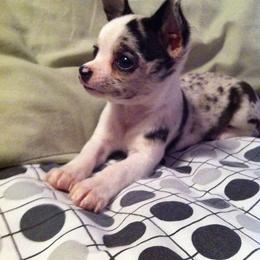 Chihuahua and Chinese Crested Puppies from Western Kentucky Chihuahua’s and Chinese Crested’s
