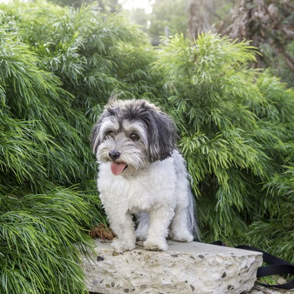 Lhasa Apso