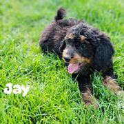 Boy 1 - Phantom Double Doodle puppy in Prineville, Oregon from Black Canyon Doodles