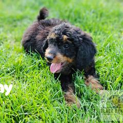 Boy 1 - Phantom Double Doodle puppy in Prineville, Oregon from Black Canyon Doodles