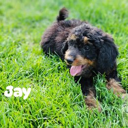 Boy 1 - Phantom Double Doodle puppy in Prineville, Oregon from Black Canyon Doodles