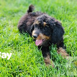 Boy 1 - Phantom Double Doodle puppy in Prineville, Oregon from Black Canyon Doodles
