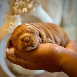 Tart - Red female Cockapoo puppy in Palm Beach County, Florida from Benji’s Cockapoos