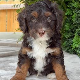 Stanley - Brown male Bernedoodle puppy in Colorado Springs, Colorado from Shining Star Doodles