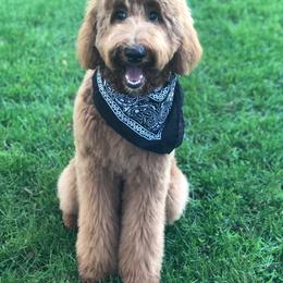 Goldendoodle All Grown Up from Doo a Little Doodle