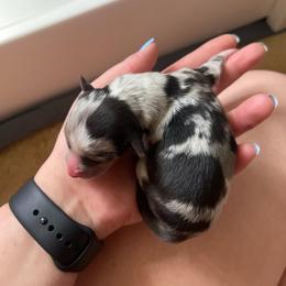 Girl 2 - Blue merle female Miniature Australian Shepherd puppy in Fort Collins, Colorado from Basil’s Sweet Creatures
