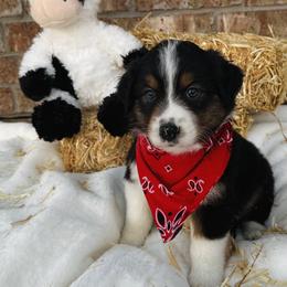 Australian Shepherd Puppies from Aussome Okie Aussies