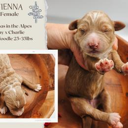 Vienna - Red  female Goldendoodle puppy in Hilton, New York from The House of Goldendoodle