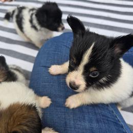 COMET - White black and tan male Papillon puppy in Hollister, Missouri from Swan Creek Kennel