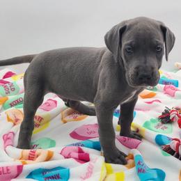 Blue - Blue male Great Dane puppy in Kannapolis, North Carolina from Carolina Great Danes & Toy Poodles