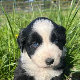 Sugar - Black & white female Miniature Australian Shepherd puppy in Lebanon, Oregon from Two Pines Mini Aussies
